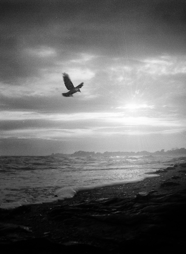 crow 01, alexandre de vries