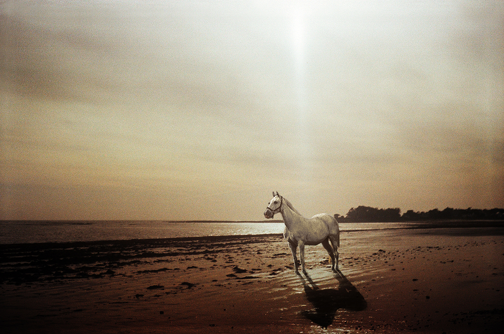 White horse 02, Alexandre De vries